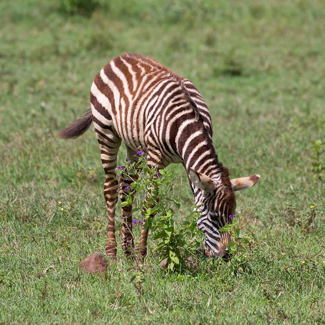 Young Zebra Grazing, Ngorongoro Crater, Tanzania | Ngorongoro Crater, Tanzania (IMG_9338.jpg)