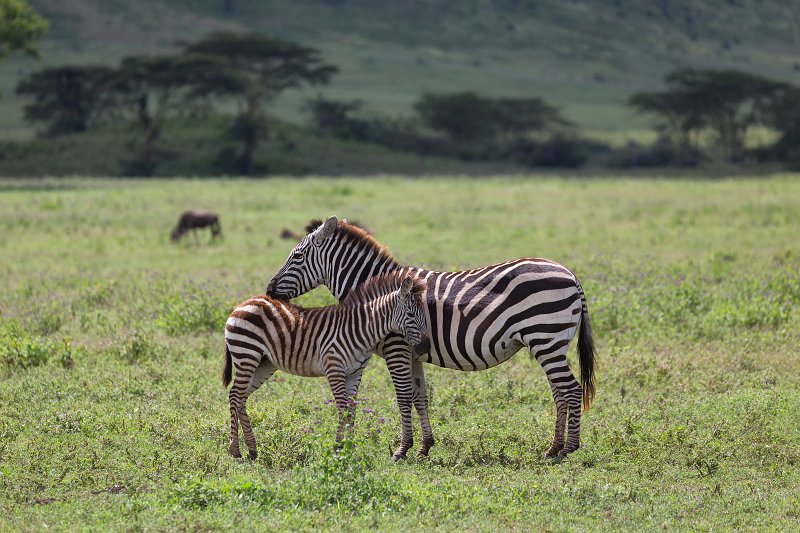 Mother Zebra and its Young, Ngorongoro Crater, Tanzania | Ngorongoro Crater, Tanzania (IMG_9342.jpg)