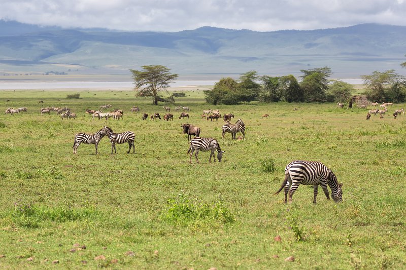 Grant's Zebras and Wildebeests, Ngorongoro Crater, Tanzania | Ngorongoro Crater, Tanzania (IMG_9348.jpg)