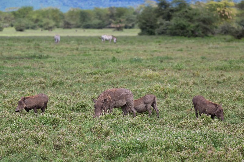 Female Warthog and Babies, Ngorongoro Crater, Tanzania | Ngorongoro Crater, Tanzania (IMG_9360.jpg)
