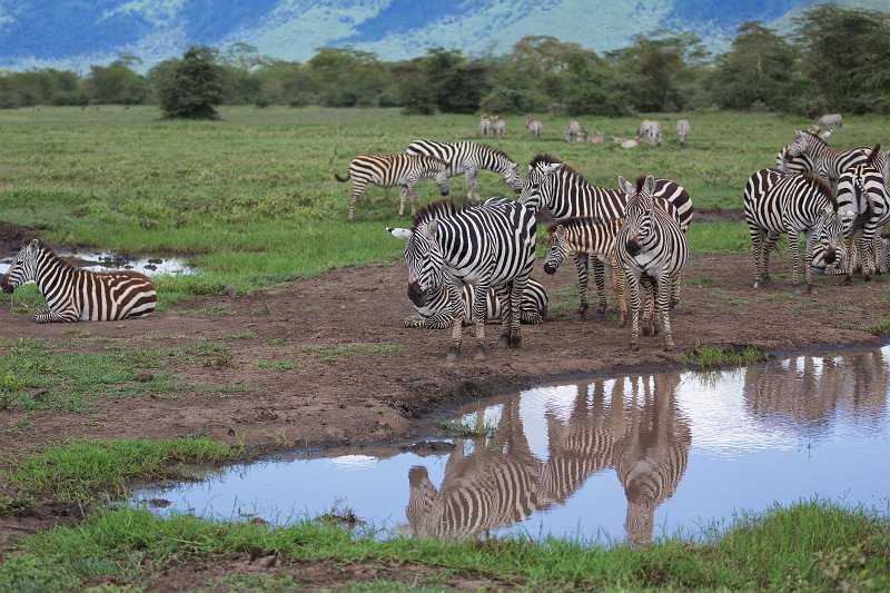 Grant's Zebras and Reflection, Ngorongoro Crater, Tanzania | Ngorongoro Crater, Tanzania (IMG_9383.jpg)