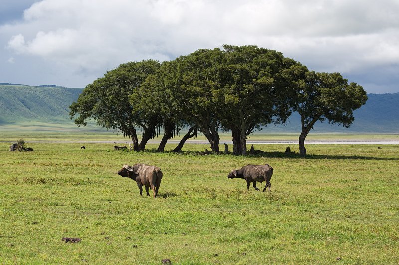 African Buffalos and Ficus Thonningii Trees, Ngorongoro Crater, Tanzania | Ngorongoro Crater, Tanzania (IMG_9408.jpg)