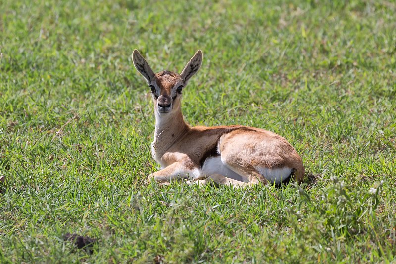 Young Thomson's Gazelle, Ngorongoro Crater, Tanzania | Ngorongoro Crater, Tanzania (IMG_9424.jpg)