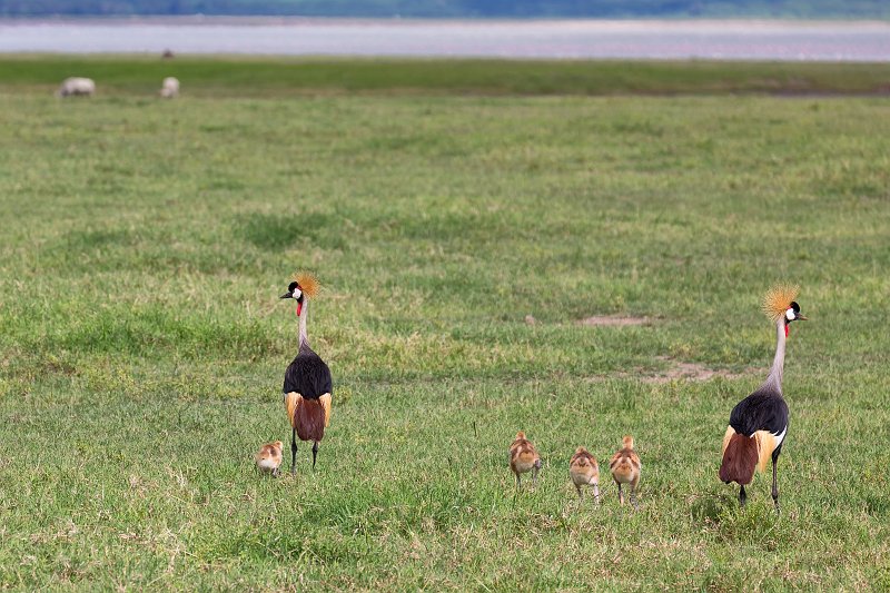 Family of Grey Crowned Cranes, Ngorongoro Crater, Tanzania | Ngorongoro Crater, Tanzania (IMG_9434.jpg)