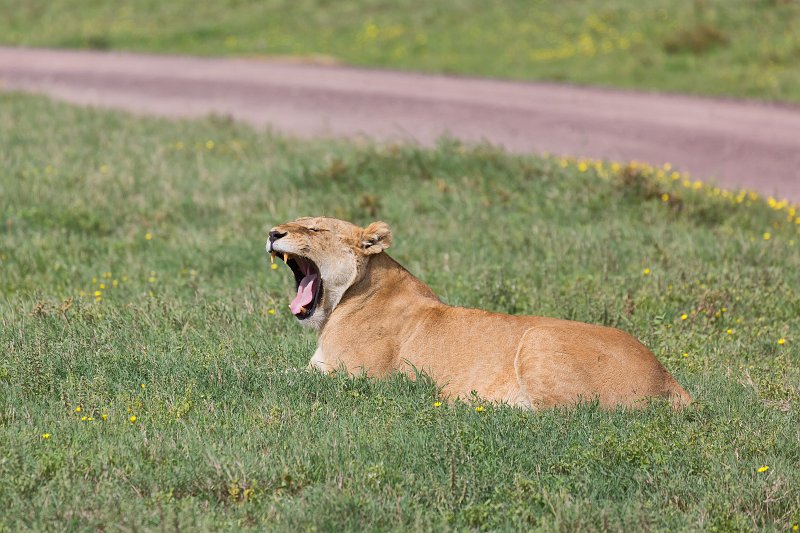 Lioness Yawning, Ngorongoro Crater, Tanzania | Ngorongoro Crater, Tanzania (IMG_9463.jpg)