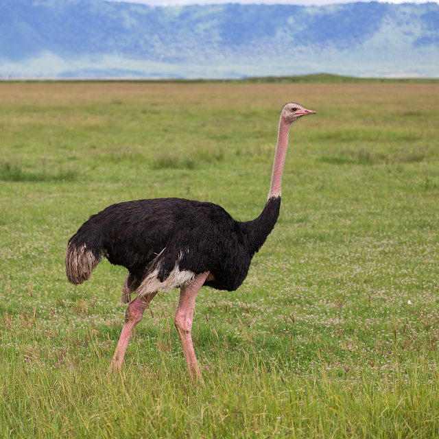 Male Ostrich, Ngorongoro Crater, Tanzania | Ngorongoro Crater, Tanzania (IMG_9510.jpg)