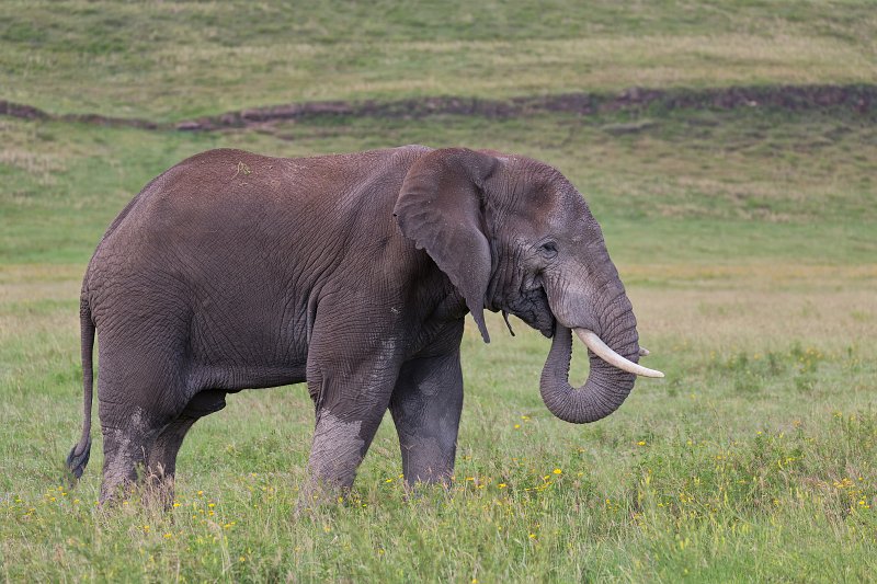 African Bush Elephant, Ngorongoro Crater, Tanzania | Ngorongoro Crater, Tanzania (IMG_9527.jpg)