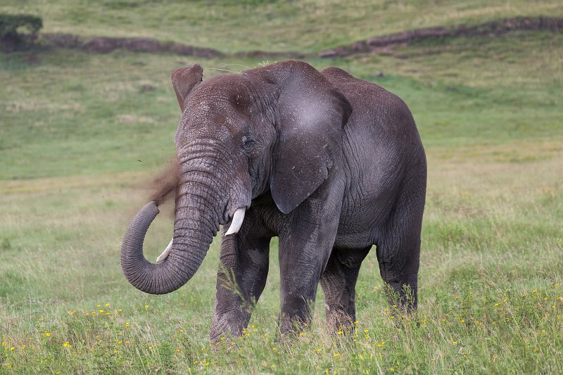 African Bush Elephant, Ngorongoro Crater, Tanzania | Ngorongoro Crater, Tanzania (IMG_9538.jpg)