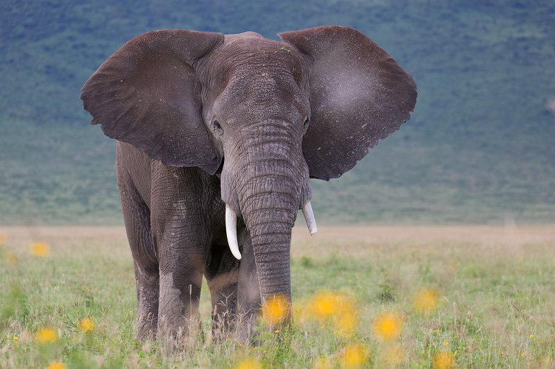 African Bush Elephant, Ngorongoro Crater, Tanzania | Ngorongoro Crater, Tanzania (IMG_9568.jpg)