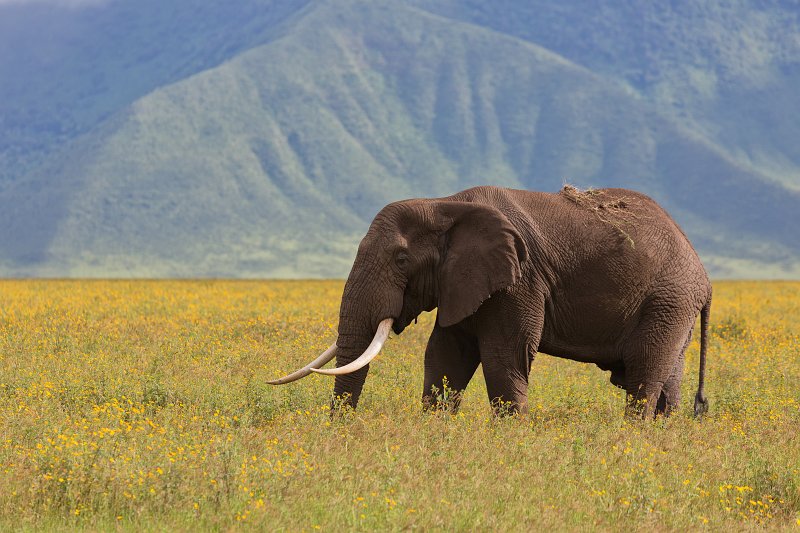 African Bush Elephant, Ngorongoro Crater, Tanzania | Ngorongoro Crater, Tanzania (IMG_9608.jpg)