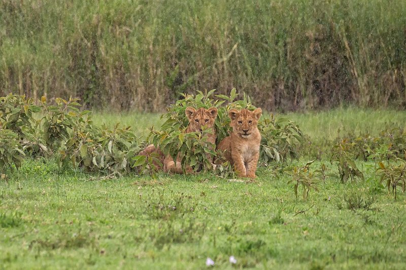 Masai Lion Cubs, Ngorongoro Crater, Tanzania | Ngorongoro Crater, Tanzania (IMG_9662.jpg)