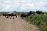  Blue Wildebeets Crossing the Road, Ngorongoro Conservation Area, Tanzania  