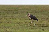 Marabou Stork, Ngorongoro Conservation Area, Tanzania