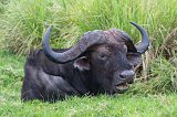 African Buffalo, Ngorongoro Conservation Area, Tanzania