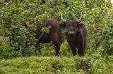 Young African Buffaloes, Ngorongoro Conservation Area, Tanzania