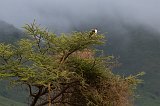 African Fish Eagle, Ngorongoro Crater, Tanzania