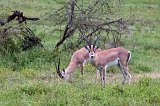 Grant's Gazelles, Ngorongoro Crater, Tanzania