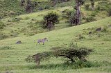 Zebra, Ngorongoro Crater, Tanzania
