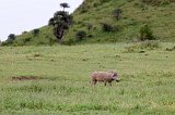 Common Warthog, Ngorongoro Crater, Tanzania