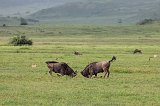 Blue Wildebeests Fighting, Ngorongoro Crater, Tanzania