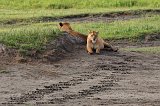 Masai Lions, Ngorongoro Crater, Tanzania