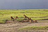 Masai Lions, Ngorongoro Crater, Tanzania