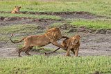 Two Masai Lions Playing, Ngorongoro Crater, Tanzania