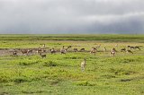 Herd of Thomson's Gazelles, Ngorongoro Crater, Tanzania