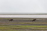 Two Wildebeests Running, Ngorongoro Crater, Tanzania