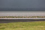 Colony of Flamingos, Ngorongoro Crater, Tanzania