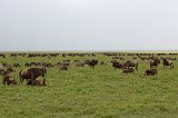 Large Herd of Blue Wildebeests, Ngorongoro Crater, Tanzania