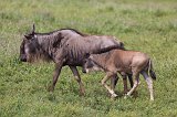Adult and Young Wildebeests, Ngorongoro Crater, Tanzania