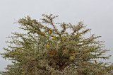 Vitelline Masked Weavers on a Tree, Ngorongoro Crater, Tanzania
