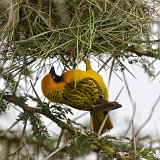 Vitelline Masked Weaver Builds a Nest, Ngorongoro Crater, Tanzania