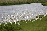 Flock of Western Cattle Egrets, Ngorongoro Crater, Tanzania