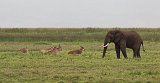 Common Elands and an African Bush Elephant, Ngorongoro Crater, Tanzania