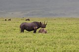 Mother and Child Black Rhinos, Ngorongoro Crater, Tanzania