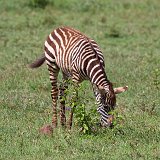 Young Zebra Grazing, Ngorongoro Crater, Tanzania