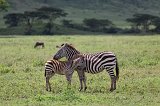 Mother Zebra and its Young, Ngorongoro Crater, Tanzania