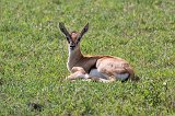 Young Thomson's Gazelle, Ngorongoro Crater, Tanzania