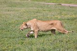 Lioness on a Hunt, Ngorongoro Crater, Tanzania