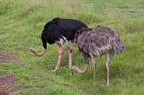 Male and Female Ostriches, Ngorongoro Crater, Tanzania
