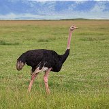 Male Ostrich, Ngorongoro Crater, Tanzania