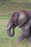 African Bush Elephant, Ngorongoro Crater, Tanzania