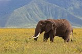 African Bush Elephant, Ngorongoro Crater, Tanzania
