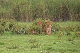 Masai Lion Cubs, Ngorongoro Crater, Tanzania