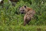 Spotted Hyena, Ngorongoro Crater, Tanzania