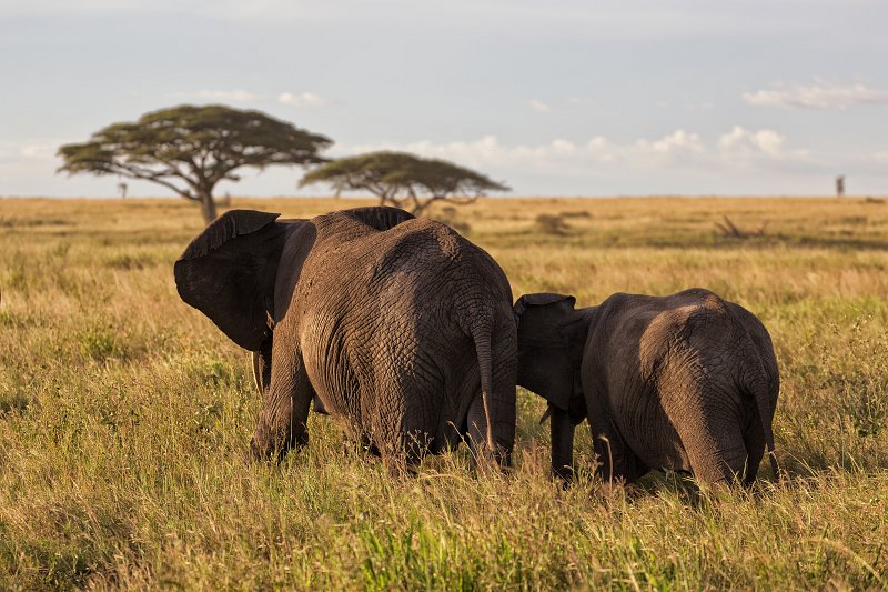 African Bush Elephants, Southeast Serengeti, Tanzania | Serengeti National Park, Tanzania (IMG_0197.jpg)