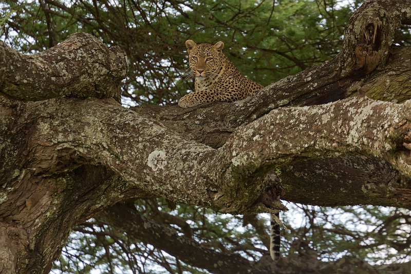 African Leopard on a Tree, Central Serengeti, Tanzania | Serengeti National Park, Tanzania (IMG_0573_2.jpg)
