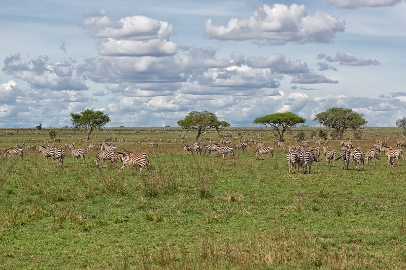 Herd of Grant's Zebras, Central Serengeti, Tanzania | Serengeti National Park, Tanzania (IMG_0622.jpg)